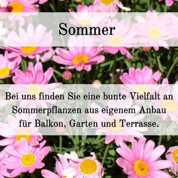 Bei uns finden Sie eine große Auswahl an Frühlingsblühern aus eigenem regionalem Anbau (2)
