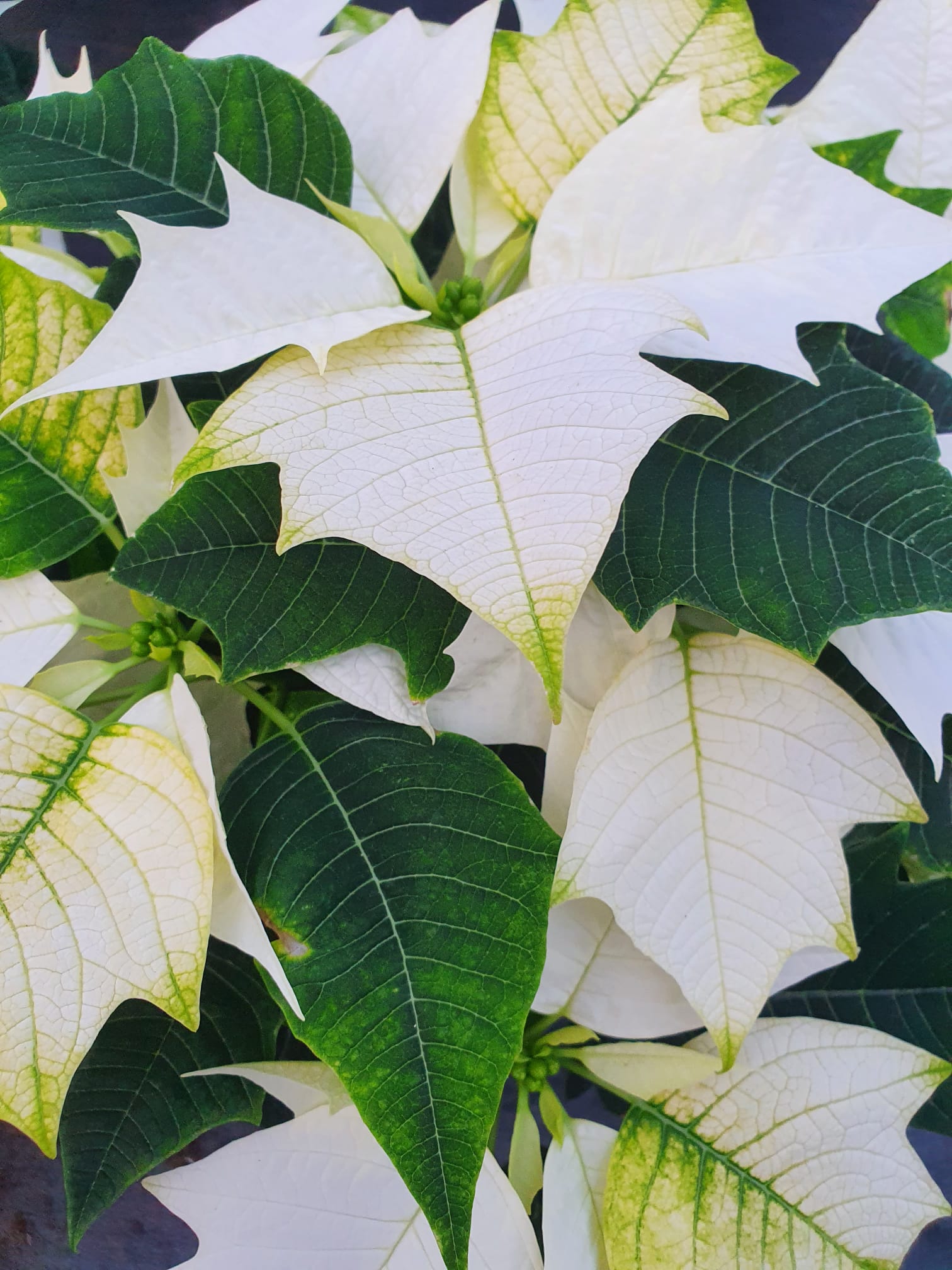 WhatsApp Image 2023-10-30 at 13.25.12