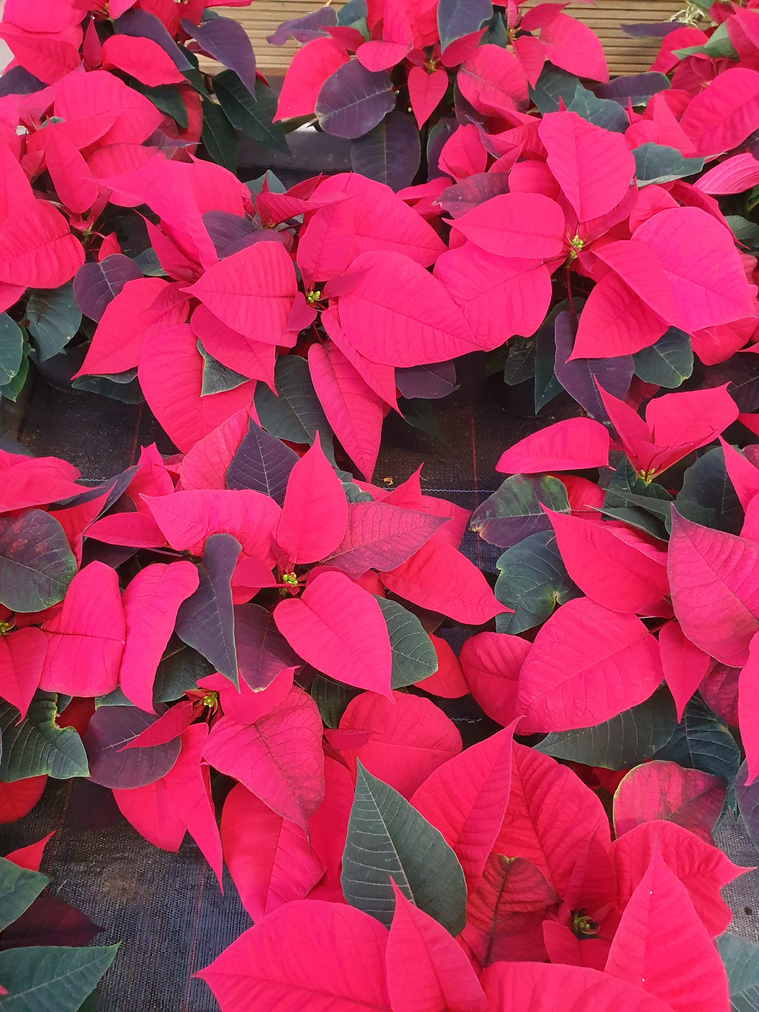 WhatsApp Image 2023-10-30 at 13.27.30