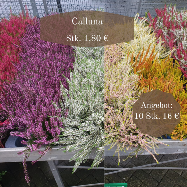 Zwischenüberschrift hinzufügen (5)